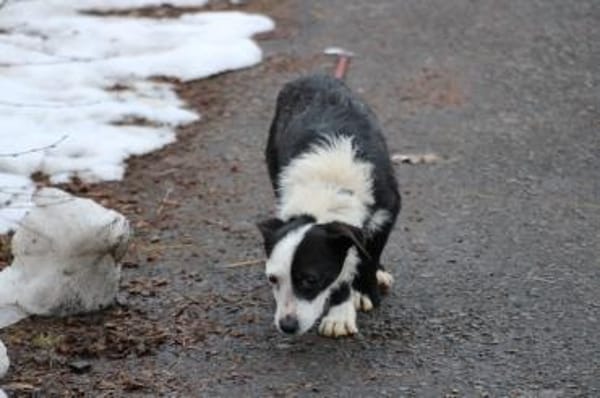 Niria - kinderlieb u. verspielt