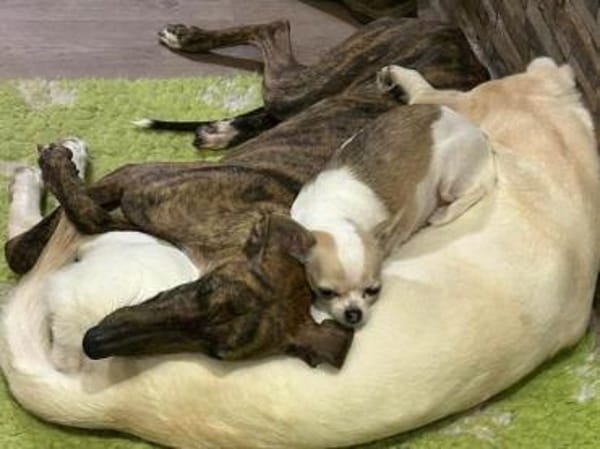 Lou - ihre Vermittlung ist sehr dringend