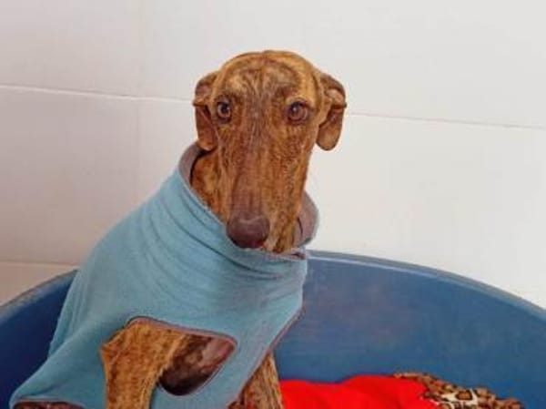 Lou - ihre Vermittlung ist sehr dringend