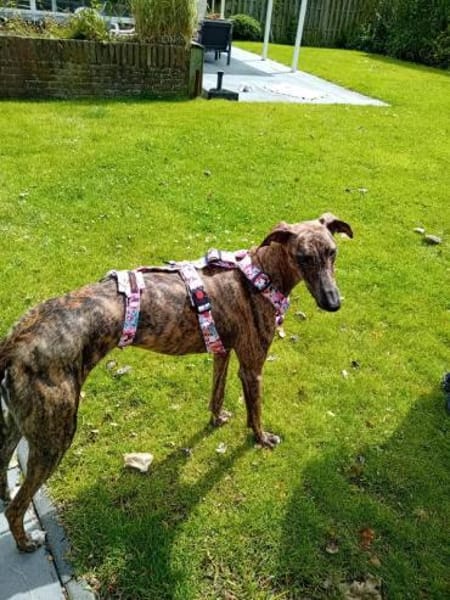 Lou - ihre Vermittlung ist sehr dringend