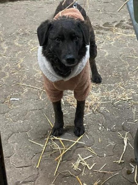 Pluto - klug & entdeckerisch