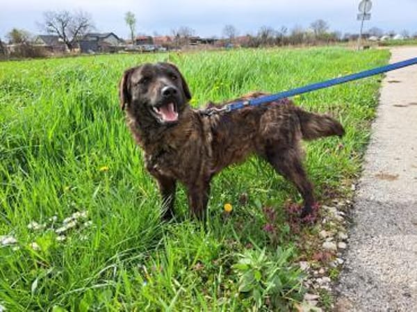 Pluto - klug & entdeckerisch