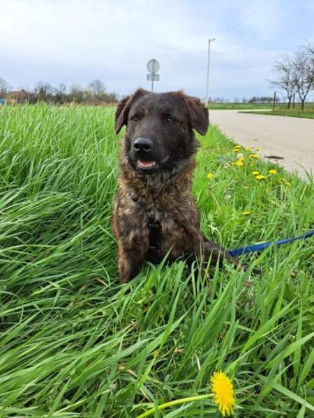 Pluto - klug & entdeckerisch