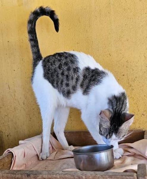 Duke (und Mapache) bei München (ALM)