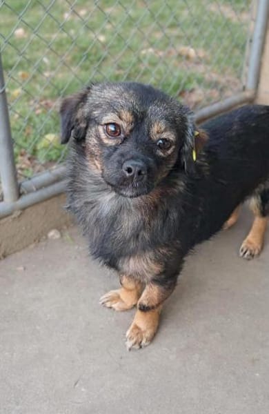 💛 Kira  kleines Herz sucht großes Glüc