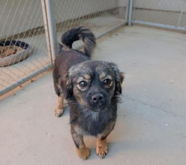 💛 Kira  kleines Herz sucht großes Glüc