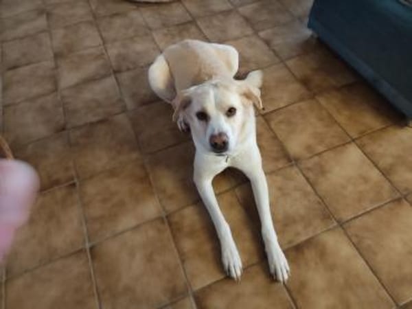 Familienhund sucht neues Zuhause