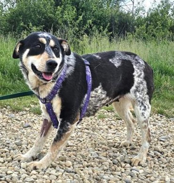 Rona ist eine liebe, sensible Hündin