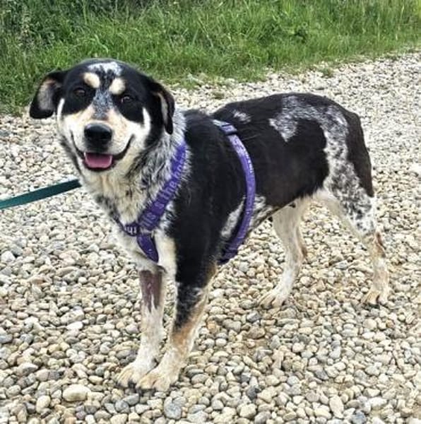 Rona ist eine liebe, sensible Hündin