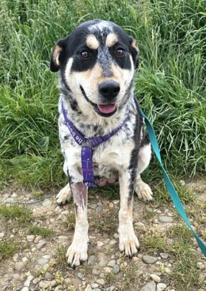 Rona ist eine liebe, sensible Hündin