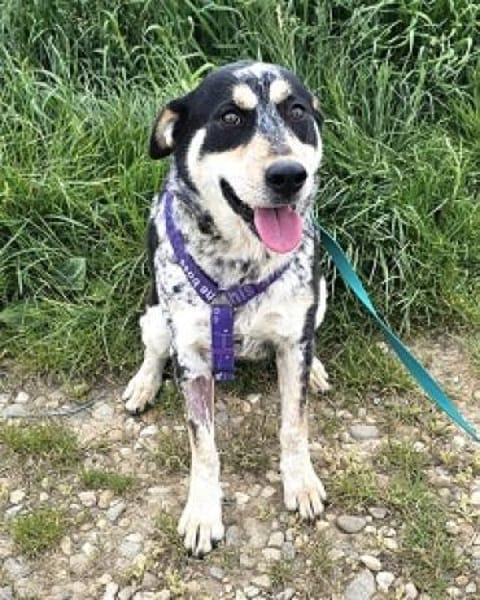 Rona ist eine liebe, sensible Hündin