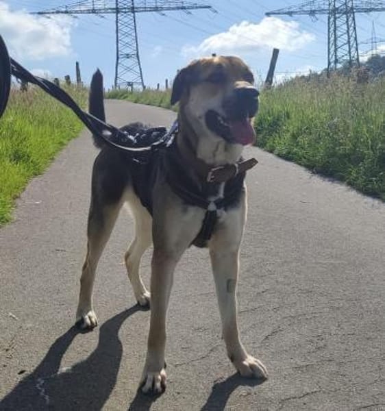 Mara - Zuhause gesucht