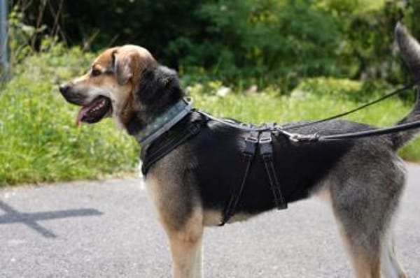 Mara - Zuhause gesucht