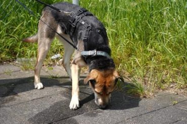 Mara - Zuhause gesucht