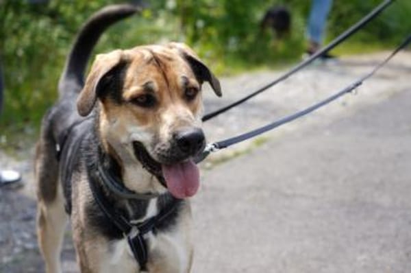 Mara - Zuhause gesucht