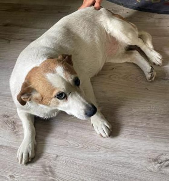 Ruhige kleine Hundedame Latka