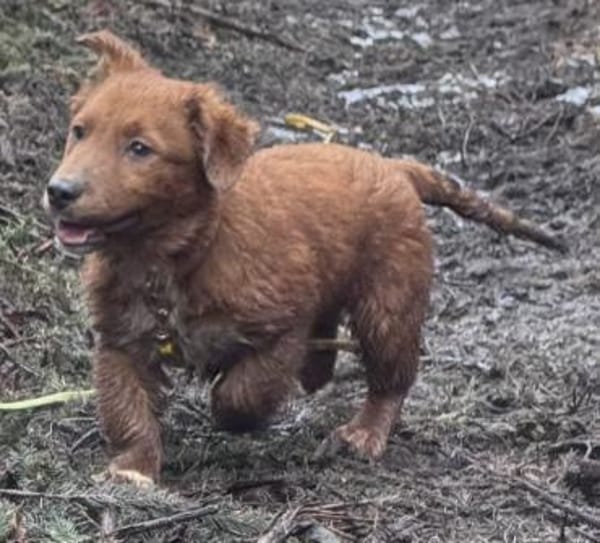 Leonardo der kleine Knopf / 82284