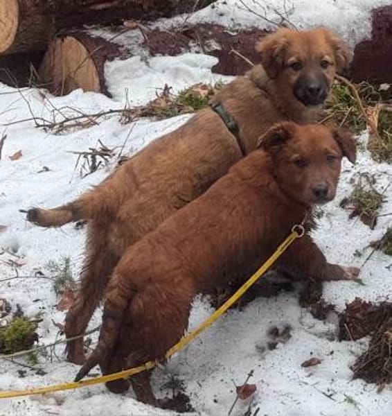 Leonardo der kleine Knopf / 82284