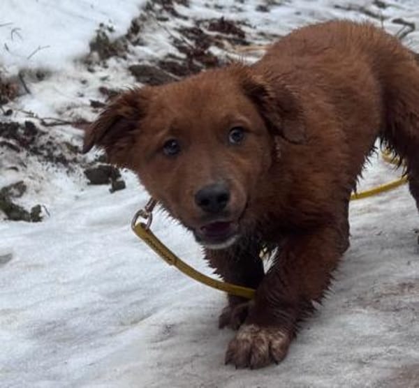 Leonardo der kleine Knopf / 82284