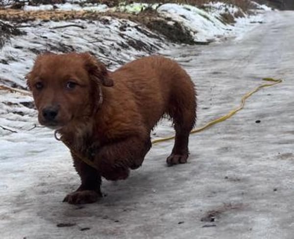 Leonardo der kleine Knopf / 82284