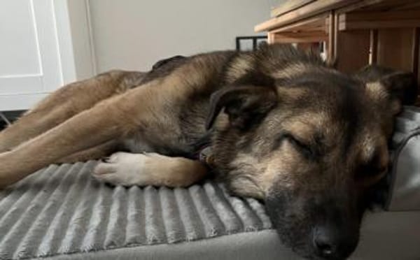 Schenkst du Finn ein Für-Immer-Zuhause?