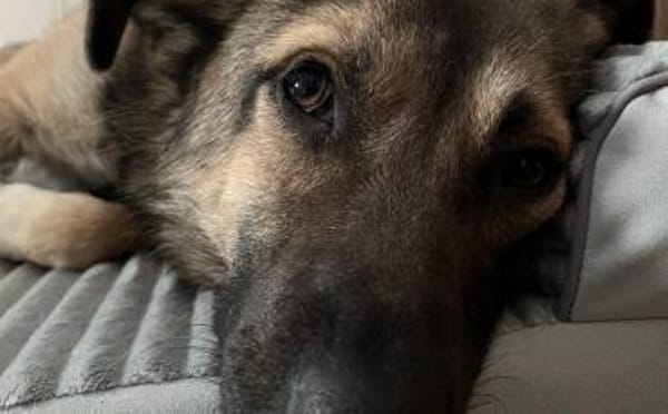 Schenkst du Finn ein Für-Immer-Zuhause?