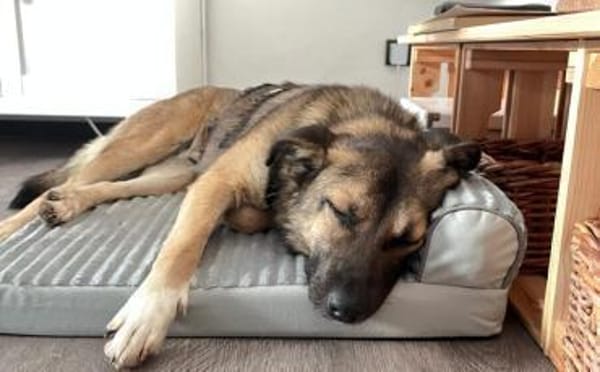 Schenkst du Finn ein Für-Immer-Zuhause?