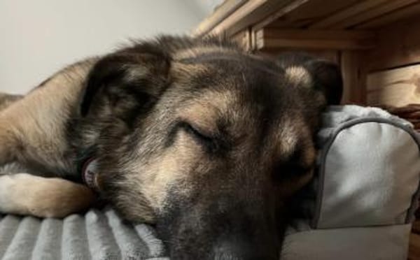 Schenkst du Finn ein Für-Immer-Zuhause?