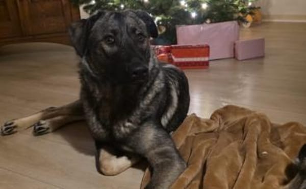 Zuhause gesucht für Kayla