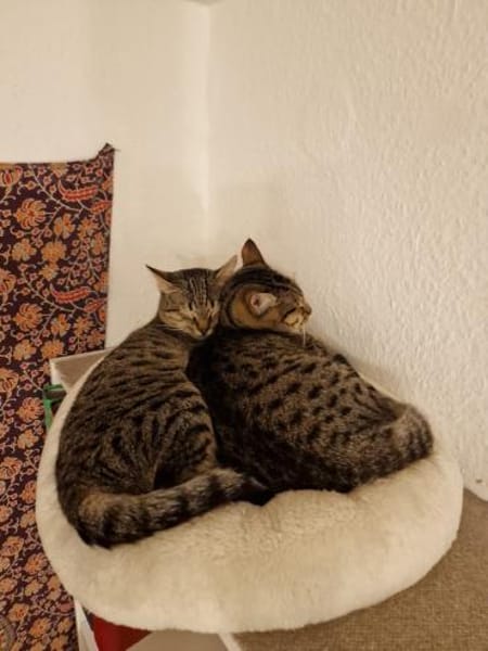 Charly sucht seinen Dosenöffner