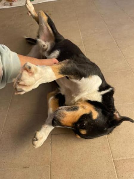 Aktiver Senior Maik1 sucht ein Zuhause