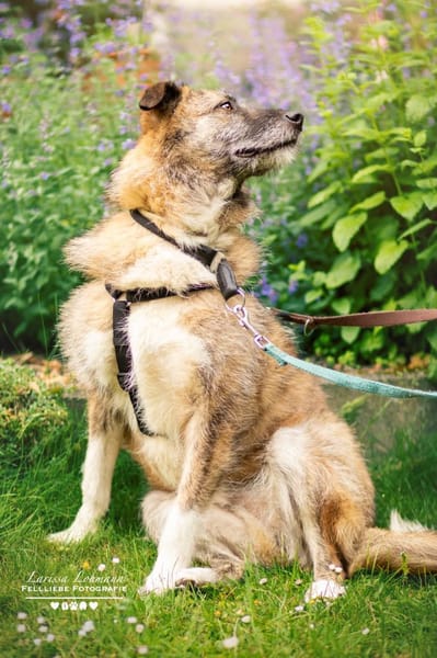 Toby - eine treue Seele