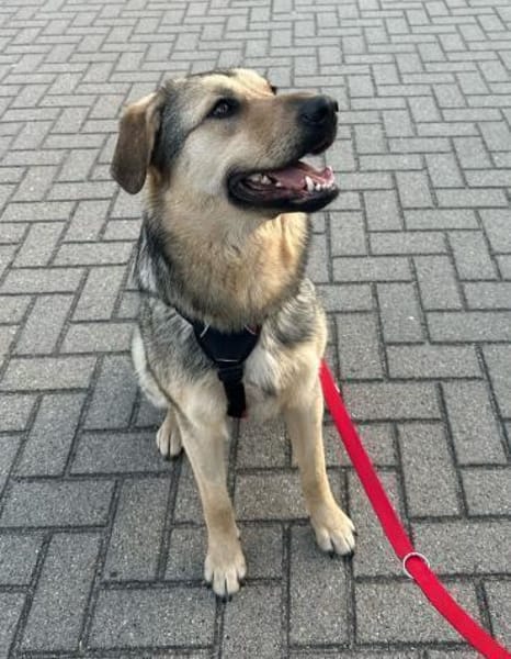 Elisa sucht eine Familie