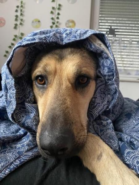 Elisa sucht eine Familie