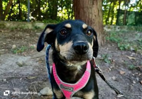 ELIZA ❤ sucht ein einfühlsames Zuhause