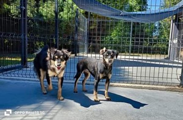 ELIZA ❤ sucht ein einfühlsames Zuhause