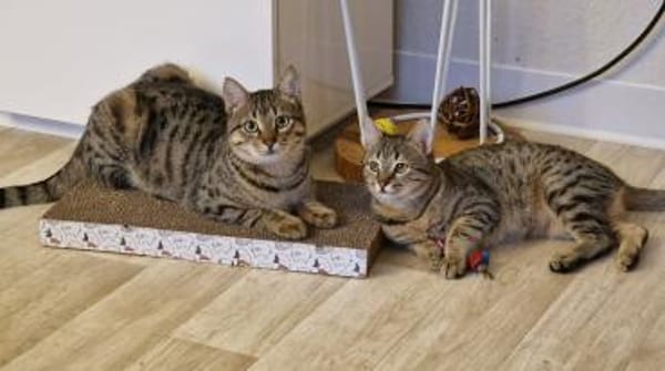 Leni (früher Lennox)