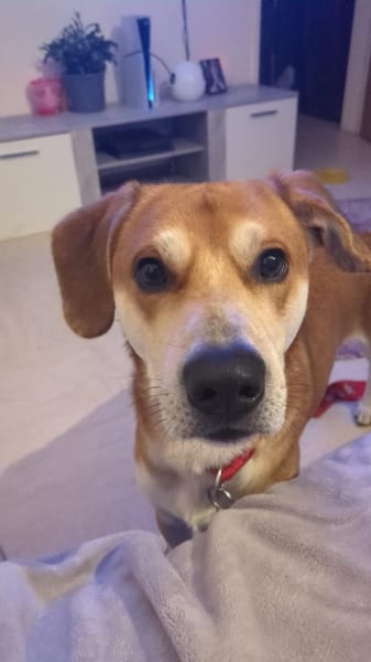 CHARLY - einfühlsam ankommen dürfen