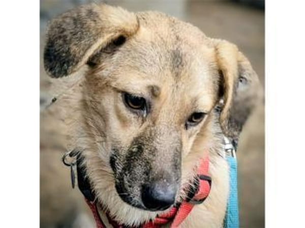 Kirsty - wartet in 96160 Geiselwind