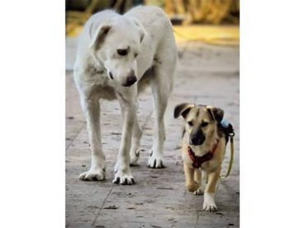 Kirsty - wartet in 96160 Geiselwind