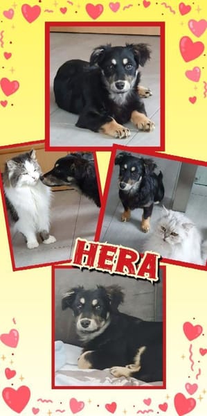 kleine süße Hera auf PS in 92348