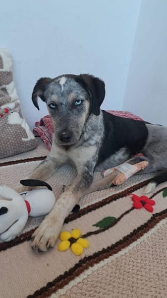 Spot - jung + liebesbedürftig