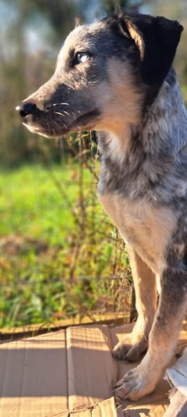 Spot - jung + liebesbedürftig