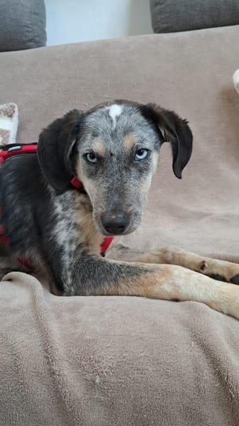 Spot - jung + liebesbedürftig