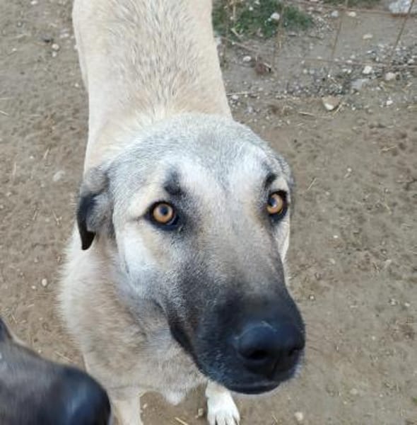 Aman (Fikret) wartet schon lange