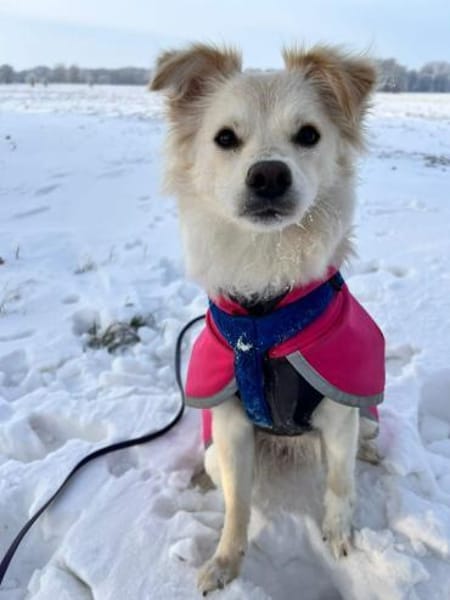 Lebensfrohe Maja sucht ihre Menschen