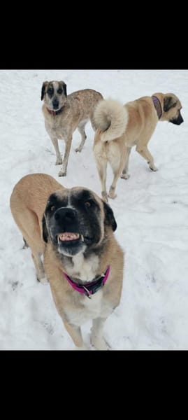 Gretchen sucht Frauchen zum vergöttern