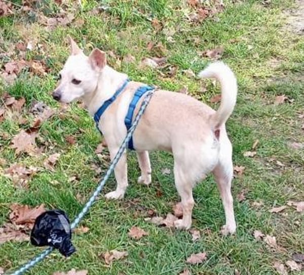 Oscar, verschmust, offen, freundlich