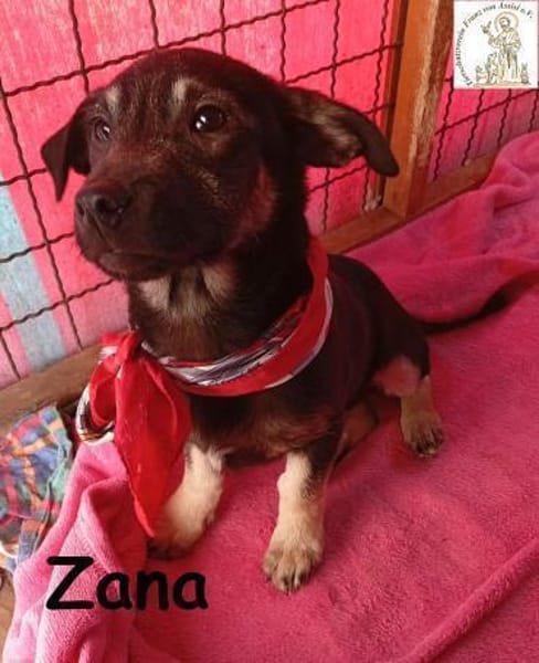 Zana  kleines Wesen mit großen Gefühlen