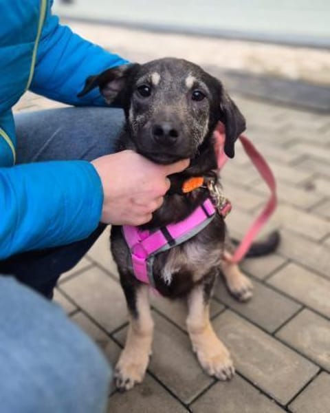 Zana  kleines Wesen mit großen Gefühlen